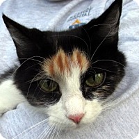 Germantown, MD - Maine Coon. Meet Sheri a Cat for Adoption.