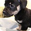 Photo 3 - Dachshund/Pug Mix Puppy for adoption in Bedminster, New Jersey - Carson Photo 3 - Dachshund/Pug Mix Puppy for adoption in Bedminster, New Jersey - Carson