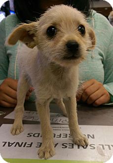 Belle | Adopted Puppy | Ogden, UT | Yorkie, Yorkshire ...