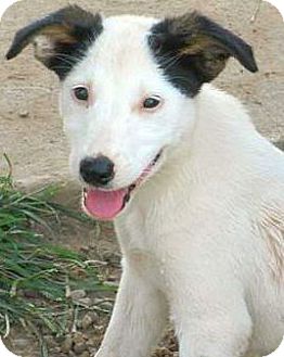 Boulder, CO - Australian Shepherd/Border Collie Mix. Meet Bernadette a Puppy for Adoption.