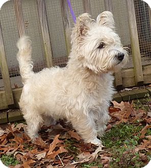 Toby | Adopted Dog | Bedminster, NJ | Westie, West ...