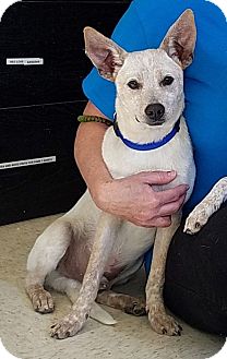 Basehor, KS - Australian Cattle Dog/Chihuahua Mix. Meet ...