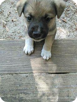 Ace | Adopted Puppy | Rosemount, MN | German Shepherd Dog ...