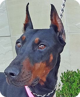 Rosie | Adopted Dog | Las Vegas, NV | Doberman Pinscher