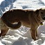 Photo 3 - Golden Retriever/Border Collie Mix Dog for adoption in Denver, Colorado - Daisy Photo 3 - Golden Retriever/Border Collie Mix Dog for adoption in Denver, Colorado - Daisy