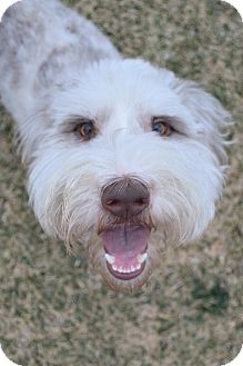DFW, TX - English Sheepdog/Poodle (Standard) Mix. Meet ...