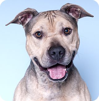 Bentley Adopted Dog Chicago Il American Pit Bull