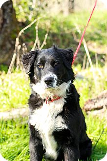 Odin | Adopted Puppy | Auburn, CA | Bernese Mountain Dog ...