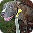 Photo 1 - Pit Bull Terrier Puppy for adoption in Orlando, Florida - Spencer Photo 1 - Pit Bull Terrier Puppy for adoption in Orlando, Florida - Spencer