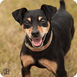 Lafayette, IN - Miniature Pinscher Mix. Meet Rocky a Dog ...
