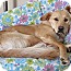 Photo 1 - Golden Retriever/Border Collie Mix Dog for adoption in Denver, Colorado - Daisy Photo 1 - Golden Retriever/Border Collie Mix Dog for adoption in Denver, Colorado - Daisy