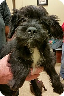 Tucker | Adopted Puppy | Fairview Heights, IL | French Bulldog/Poodle ...