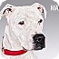 Photo 1 - American Pit Bull Terrier Mix Dog for adoption in Phoenix, Arizona - Ava Photo 1 - American Pit Bull Terrier Mix Dog for adoption in Phoenix, Arizona - Ava