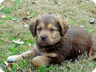 Hudson | Adopted Puppy | Salem, NH | Akita/Labrador ...
