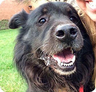 Palatine, IL - Bernese Mountain Dog/Flat-Coated Retriever ...