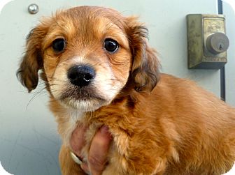 Lhasa Apso Cocker Mix Apso Mix Gumtree Lhasa Apso Lhasa Apso X Poodle