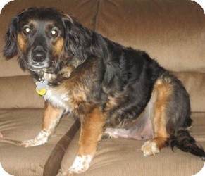 Charlotte | Adopted Dog | Mount Gretna, PA | Bernese ...