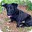 Photo 1 - Labrador Retriever/Basset Hound Mix Dog for adoption in Richmond, Virginia - Gordy Photo 1 - Labrador Retriever/Basset Hound Mix Dog for adoption in Richmond, Virginia - Gordy