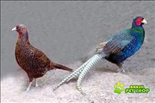 Ovos De Faisão Versicolor