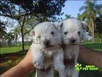 West Highland White Terrier Filhotinhos Lindos 