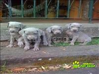 Weimaraner Filhotes Lindos E Poderosos 