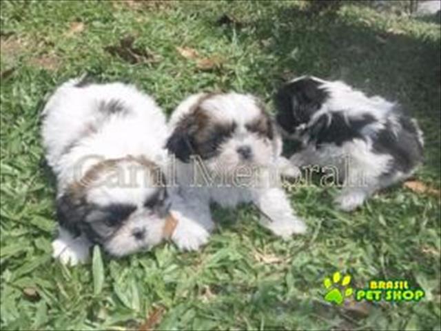 Shih Tzu Filhotes Diversas Cores 