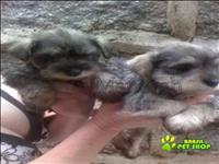 Filhotes De Schnauzer Miniatura 