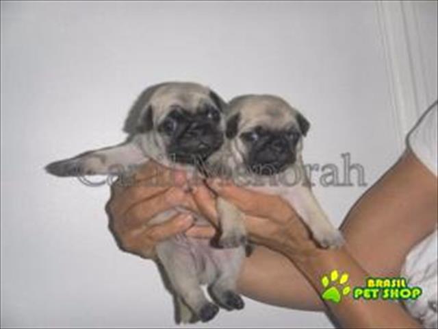 Filhotes Da Raça Pug Encantadores 