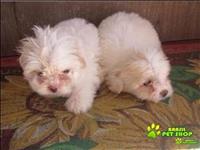 Filhotes Lindos De Lhasa Apso 