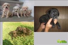 Labrador Retriever Filhotes Amarelo, Preto Ou Chocolate 