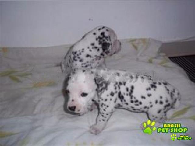 Dálmatas Filhotes Lindíssimos 