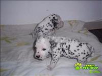 Dálmatas Filhotes Lindíssimos 