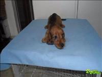 Dachshund Lindos E Carinhosos 