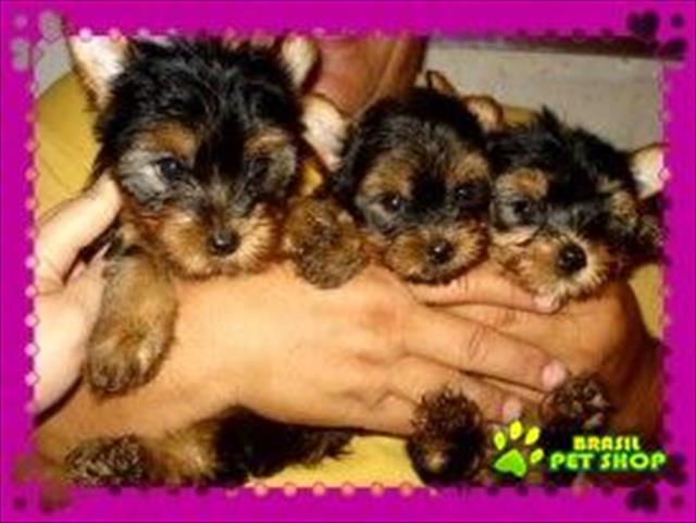 Lindos Filhotes De Yorkshire Terrier!  (entregue Já Vacinados)