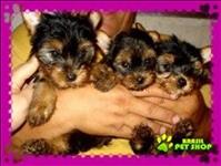 Lindos Filhotes De Yorkshire Terrier!  (entregue Já Vacinados)