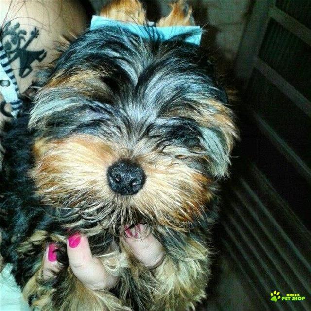 Lindos Filhotes De Yorkshire Terrier!  (entregue Já Vacinados)