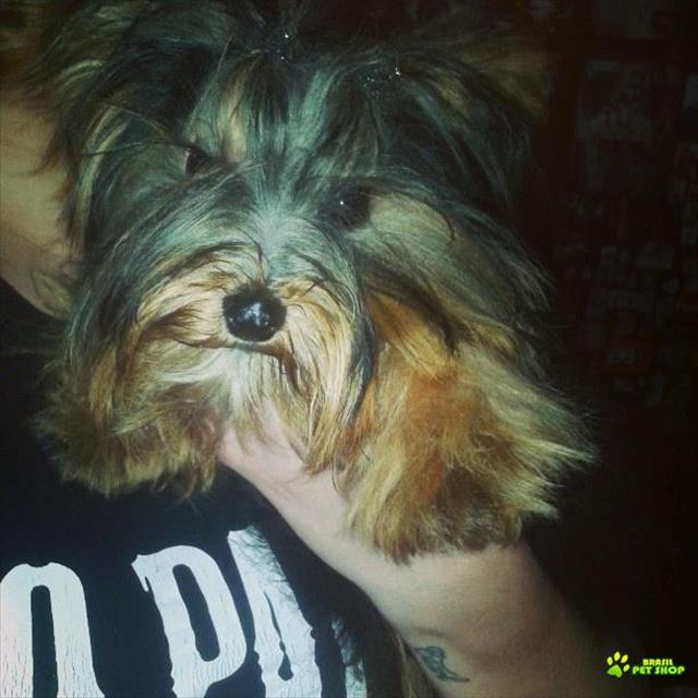 Lindos Filhotes De Yorkshire Terrier!  (entregue Já Vacinados)