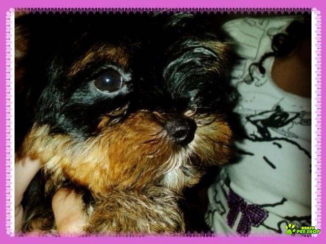 Lindos Filhotes De Yorkshire Terrier!  (entregue Já Vacinados)