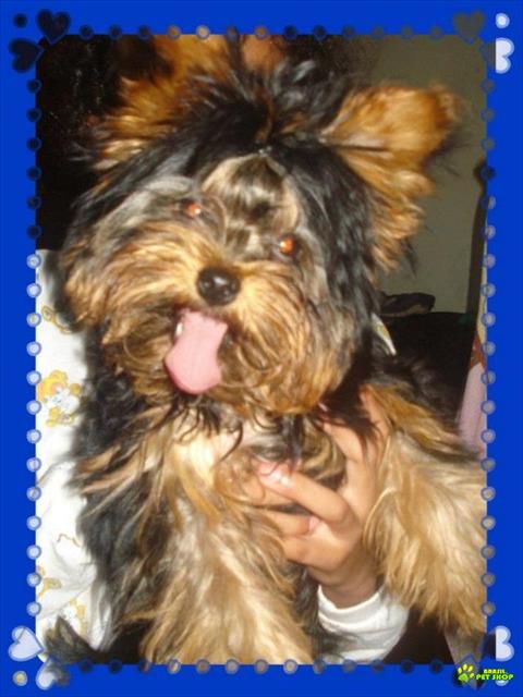 Lindos Filhotes De Yorkshire Terrier!  (entregue Já Vacinados)