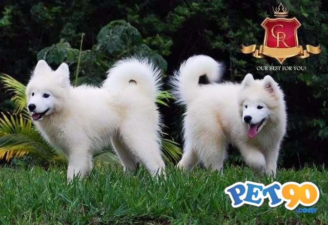 Filhotes de Samoieda.