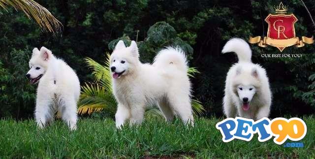 Filhotes de Samoieda.