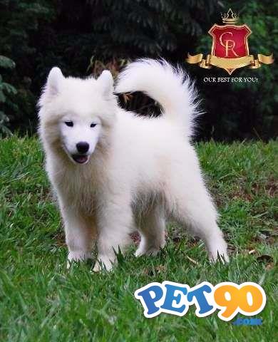 Filhotes de Samoieda.