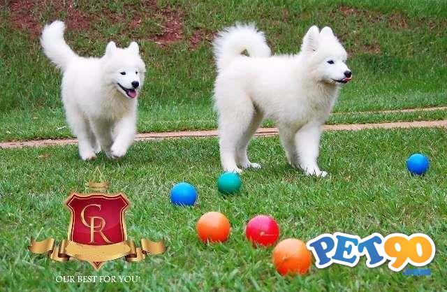 Filhotes de Samoieda.