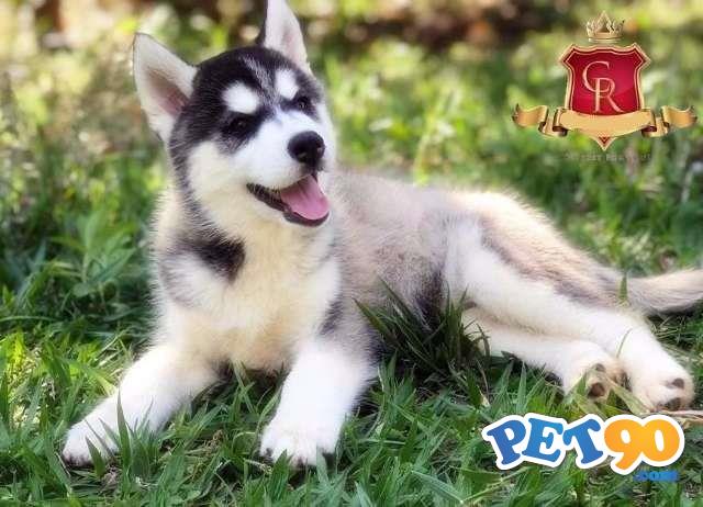 Husky Siberiano