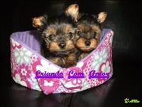 Yorkshire Terrier Filhotes  Macho E Fêmea  Excelente Oportunidade