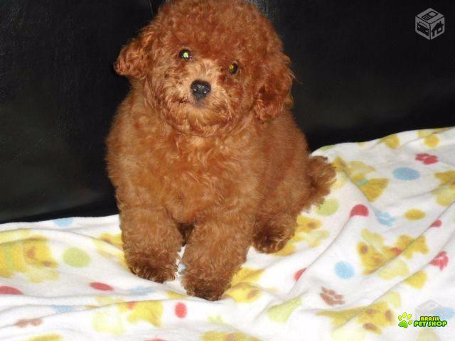 Poodle Red ´ultimo Filhote Machinho Oportunidade