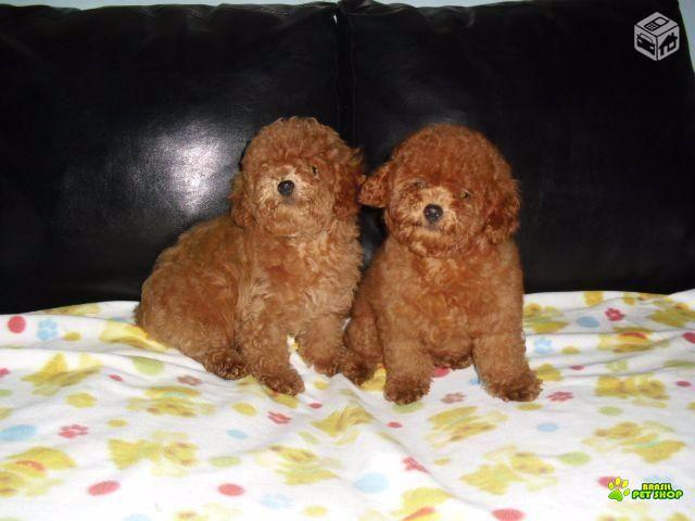 Poodle Red ´ultimo Filhote Machinho Oportunidade