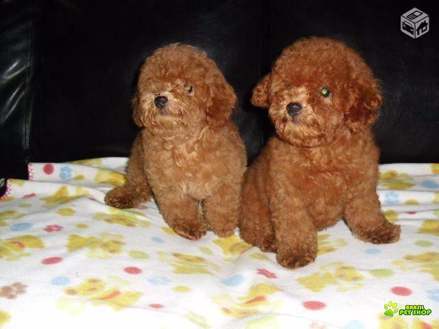 Poodle Red ´ultimo Filhote Machinho Oportunidade