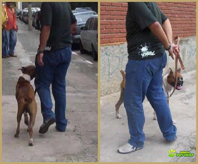 Adestramento De Cães A Domicilio Tatuapé