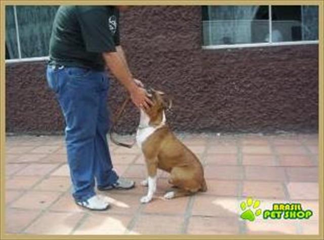 Adestramento De Cães A Domicilio Tatuapé